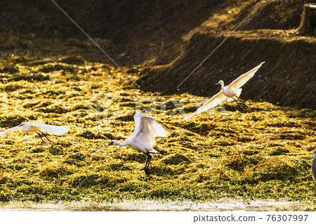 Winter wild birds on the Ogori embankment in Ogori City, Fukuoka Prefecture Winter wild birds on the Ogori embankment in Ogori City, Fukuoka Prefecture 76307997