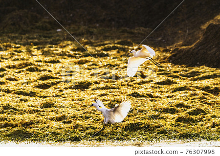 Winter wild birds on the Ogori embankment in Ogori City, Fukuoka Prefecture 76307998