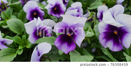紫色三色堇 76308439