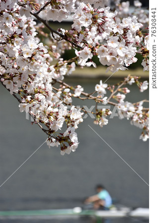 Rowing practice for cherry blossoms waiting for full bloom Rowing practice for cherry blossoms waiting for full bloom 76308441