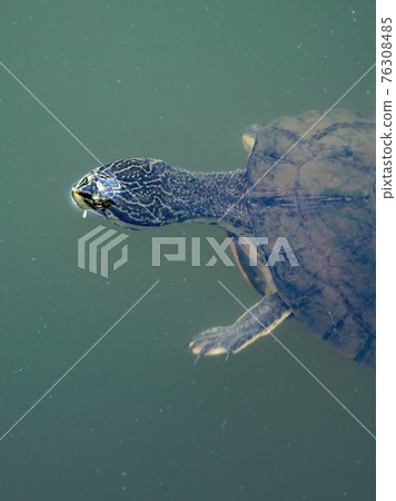 Geoffroy Side necked Turtle Geoffroy Side necked Turtle 76308485
