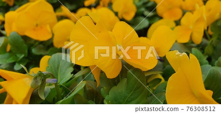 黃色三色堇 76308512