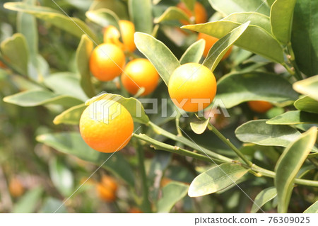 黃色的小果實散發著綠色光芒 76309025