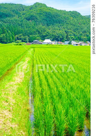 Country landscape in summer 76309216