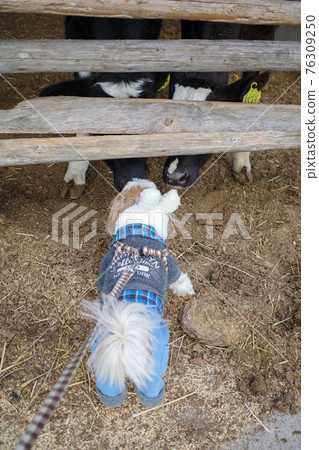 西施第一次見到小牛 西施第一次見到小牛 76309250