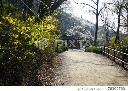 National Park. Bukhansan. Trail. Jeongneungcheon. Spring flowers. Sprouts National Park. Bukhansan. Trail. Jeongneungcheon. Spring flowers. Sprouts 76309760