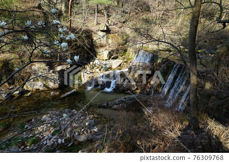 國立公園、北漢山、步道、正陵川、春天的花、豆芽 76309768