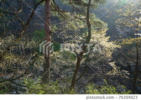 國立公園、北漢山、步道、正陵川、春天的花、豆芽 國立公園、北漢山、步道、正陵川、春天的花、豆芽 76309823
