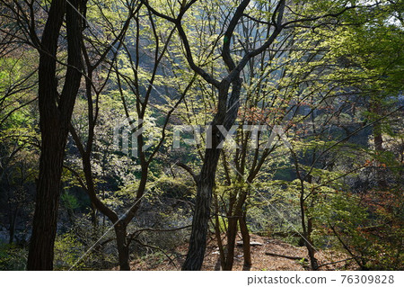 國立公園、北漢山、步道、正陵川、春天的花、豆芽 國立公園、北漢山、步道、正陵川、春天的花、豆芽 76309828
