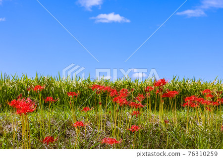 Cluster amaryllis blooming around the Yakachi River, Handa City, Aichi Prefecture 76310259