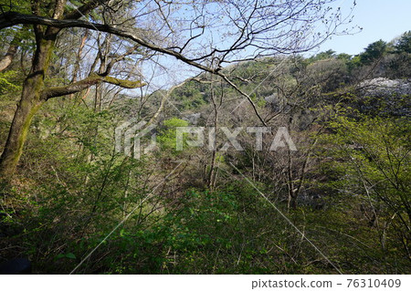 National park. Bukhansan. Trail. Spring flowers. Sprouts. Leaves. Jeongneungcheon 76310409