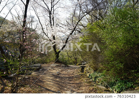 國立公園,北漢山,步道,春天的花朵,花蕾,樹葉,正陵溪流 國立公園,北漢山,步道,春天的花朵,花蕾,樹葉,正陵溪流 76310423