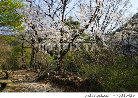 National park. Bukhansan. Trail. Spring flowers. Sprouts. Leaves. Jeongneungcheon National park. Bukhansan. Trail. Spring flowers. Sprouts. Leaves. Jeongneungcheon 76310429
