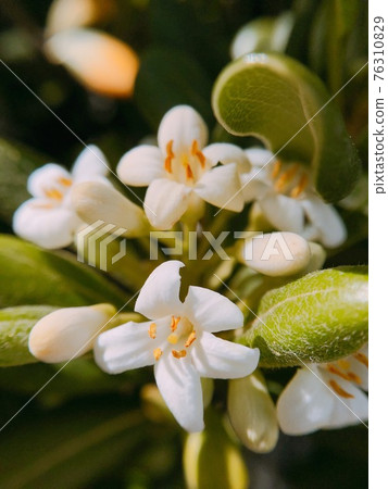 White flower with a nice scent, close-up macro shot of Spanish osmanthus White flower with a nice scent, close-up macro shot of Spanish osmanthus 76310829