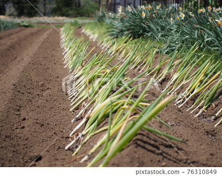 Planting green onion 76310849