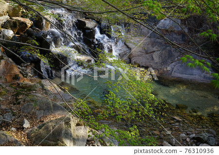 National Park. Bukhansan. Leaves. Sprouts. Jeongneungcheon. Spring flowers 76310936