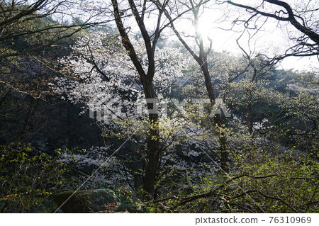國立公園,北漢山,樹葉,豆芽,正陵川,春天的花朵 國立公園,北漢山,樹葉,豆芽,正陵川,春天的花朵 76310969