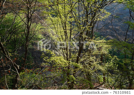 National Park. Bukhansan. Leaves. Sprouts. Jeongneungcheon. Spring flowers National Park. Bukhansan. Leaves. Sprouts. Jeongneungcheon. Spring flowers 76310981