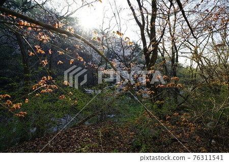 Bukhansan. National park. Hiking trail. Leaves. Cherry blossoms. Jeongneungcheon Bukhansan. National park. Hiking trail. Leaves. Cherry blossoms. Jeongneungcheon 76311541