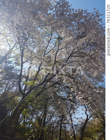 北漢山、國立公園、步道、紅葉、櫻花、正陵溪流 北漢山、國立公園、步道、紅葉、櫻花、正陵溪流 76311720