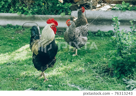 Free range chicken farm - cock and chickens roam freely outdoors. Commercial organic free-range and pastured poultry production. Home farming. Selective focus 76313243