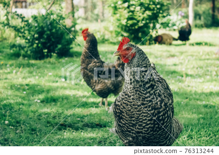 Free range chicken farm - chickens roam freely outdoors. Commercial organic free-range and pastured poultry production. Home farming. Selective focus Free range chicken farm - chickens roam freely outdoors. Commercial organic free-range and pastured poultry production. Home farming. Selective focus 76313244