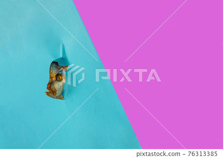The head of the smoked sea fish peeking out of colored paper The head of the smoked sea fish peeking out of colored paper 76313385