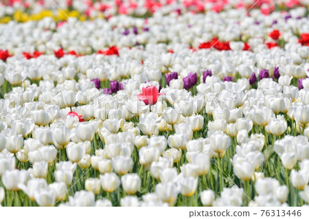 Tulip field in full bloom Tulip field in full bloom 76313446
