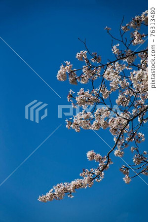 Cherry Blossom Cherry Blossom 76313480
