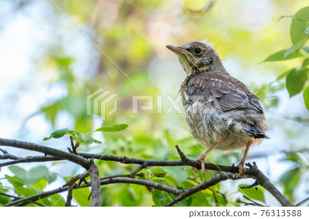 A fieldfare chick, Turdus pilaris, has left the nest and is sitting on a branch. A chick of fieldfare sitting and waiting for a parent on a branch. 76313588