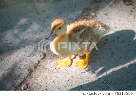 Cute little ducklings standing in a lake coast 76313599
