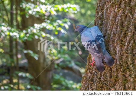 The fat pigeon sitting on a tree trunk with moss. The fat pigeon sitting on a tree trunk with moss. 76313601