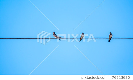 Group of swallows sitting on the electric wires Group of swallows sitting on the electric wires 76313620