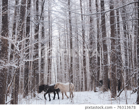 北海道馬和森林 76313678