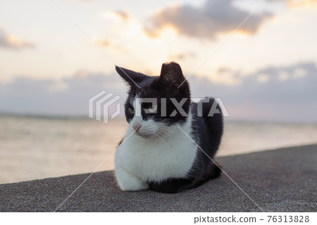 沖繩北谷安良波海灘貓 76313828