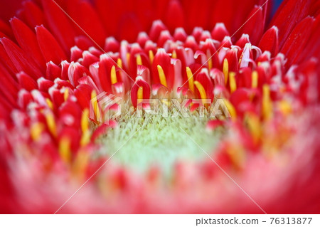 Center up of red gerbera Center up of red gerbera 76313877