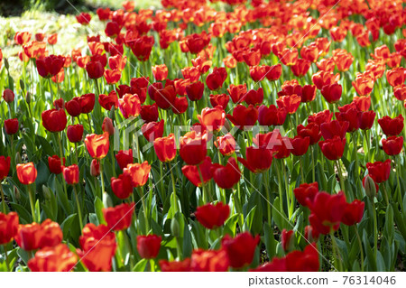 Tulips blooming in the spring park Tulips blooming in the spring park 76314046