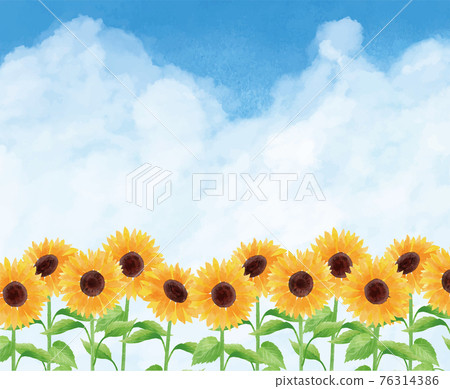 向日葵向日葵藍天框架底部向日葵田夏天花插畫手繪 76314386