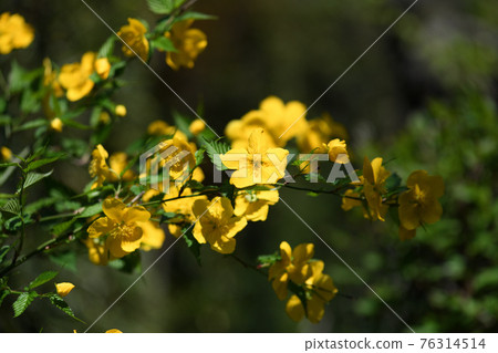 Yamabuki (Yamabuki) flower 76314514