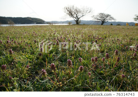 Tottori four seasons walk spring Qingdao 76314743