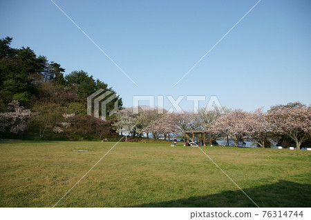 鳥取四季漫步春天青島 鳥取四季漫步春天青島 76314744