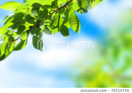 陽光下清新的綠色背景圖像 陽光下清新的綠色背景圖像 76314749