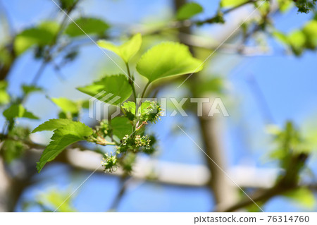 Yamakuwa (Yamakuwa) 的雌花 76314760