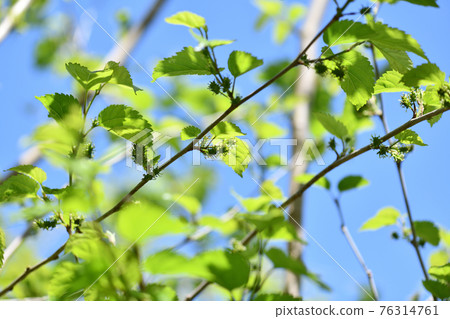 Yamakuwa (Yamakuwa) 的雌花 Yamakuwa (Yamakuwa) 的雌花 76314761