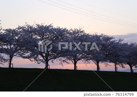 一排櫻花樹沿河和日出 76314799