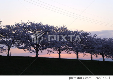 一排櫻花樹沿河和日出 76314801