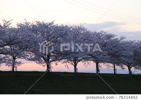 一排櫻花樹沿河和日出 一排櫻花樹沿河和日出 76314802