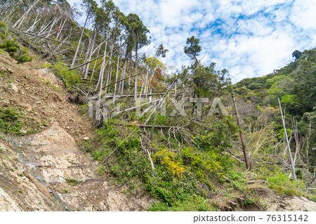 富山(千葉縣南房總市)Fusehime遠足路線的山路和倒下的樹木 富山(千葉縣南房總市)Fusehime遠足路線的山路和倒下的樹木 76315142