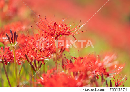 Cluster amaryllis blooming around the Yakachi River, Handa City, Aichi Prefecture 76315274