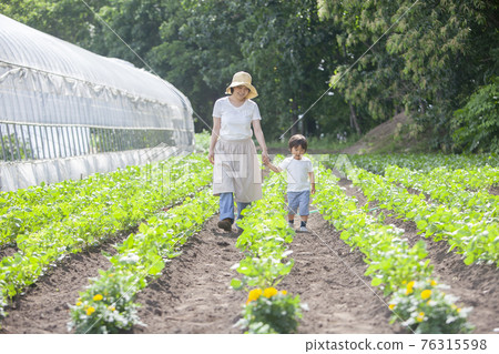 Farmer's family walking in the field 76315598